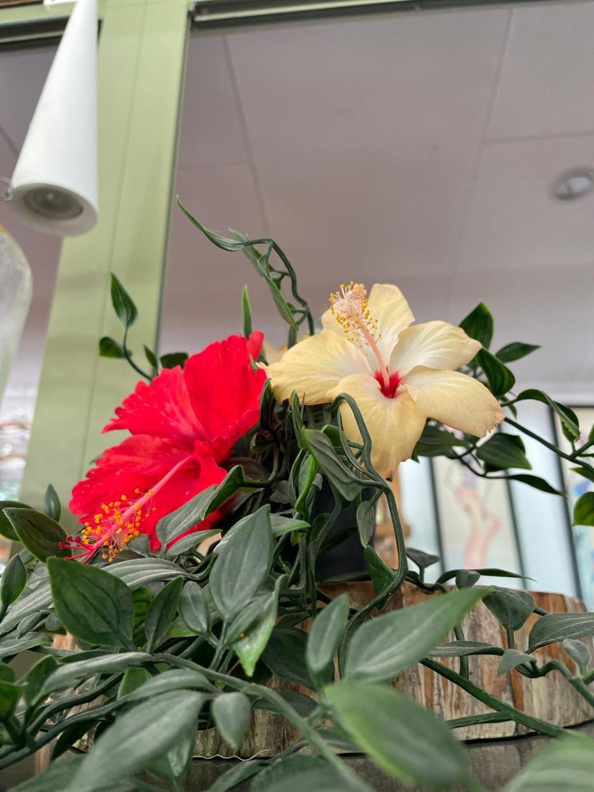 Orchid Self Catering Apartment